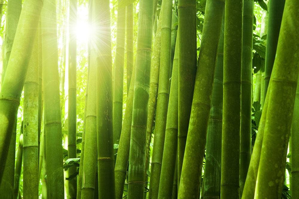 Bamboo garden