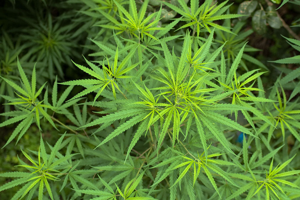 Hemp plant