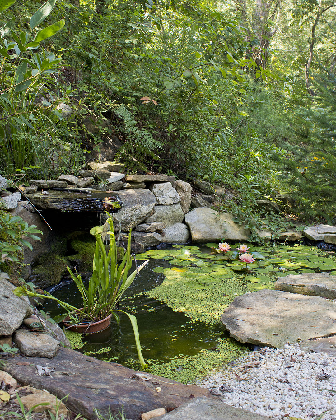 Our wildlife pond attracts frogs, salamanders, and all kinds of birds