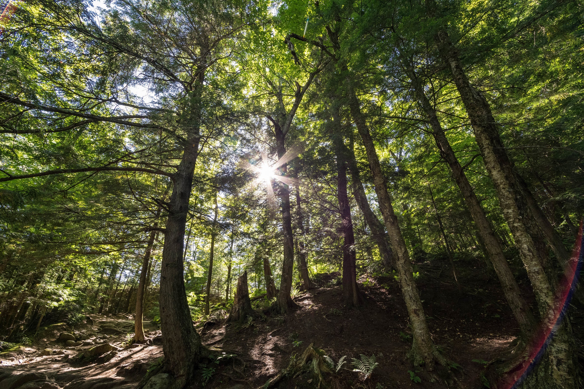 Sunlight in the forest