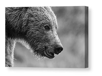 Grizzly bear portrait in black and white canvas