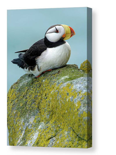 Horned puffin on a rock