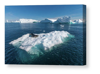 Leopard seal on floating ice canvas
