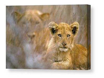 Lion cub and mother canvas