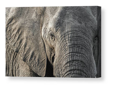 Elephant portrait canvas