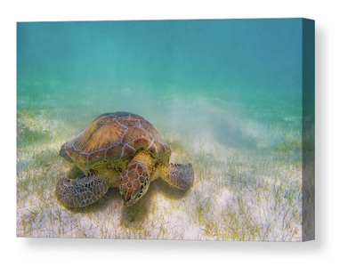 Green sea turtle canvas