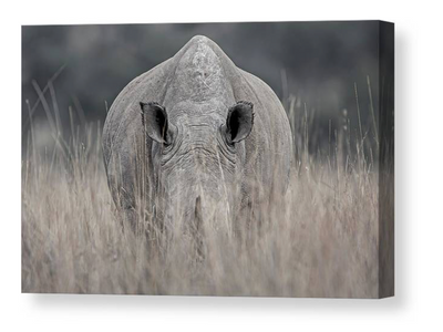 White rhino canvas print